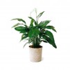 Le spathiphyllum